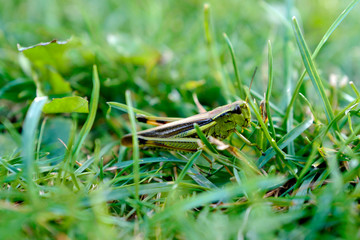 beautiful green grasshopper in a green grass