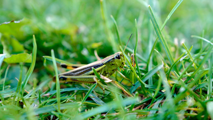 beautiful green grasshopper in a green grass