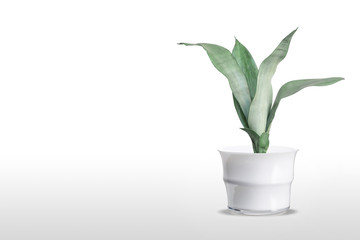 Beautiful sansevieria plant in pot on white table