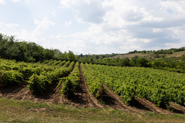 Fototapeta na wymiar Organic vineyards concept of agriculture.