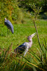 Greater adjutant stork at the water.