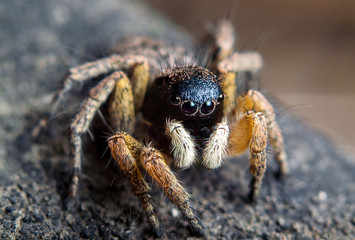 Horse spider