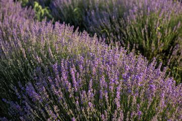 Fototapeta na wymiar Bushes of lavender purple aromatic flowers.