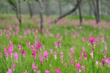 Beautiful pink flowers and morning mist in the tropical forest of Thailand. Close up Siam tulip flowers.
