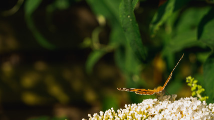 Painted lady butterfly profile on bright white buddleja blossoms with natural green background