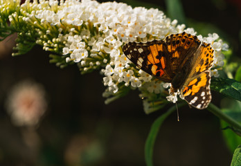 Close up on beautiful Painted lady butterfly on bright white buddleja blossoms