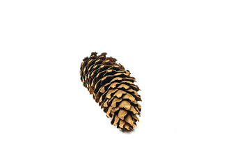 pine cone isolated on white background for Christmas decorative.