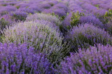 Blooming fields of lavender in Moldova.
