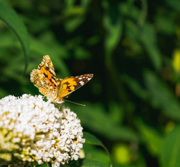 Close up on beautiful Painted lady butterfly profile on bright white buddleja blossoms