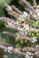 Hummel (Bombus hortorum) an Blüte von Strauch-Basilikum (Ocimum basilicum) im Garten