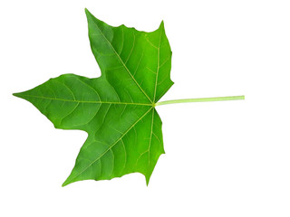 green leaf isolated on white background