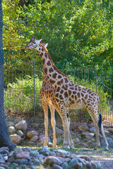 Beautiful giraffes in their enclosure