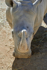 Obraz premium Beautiful big rhino in the zoo, close up.