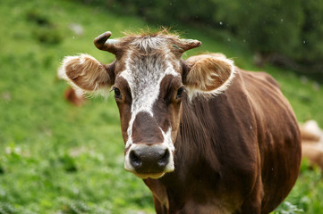 brown and white spotted cow close up portrat at green background. Cow looks at camera.