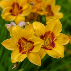Fototapeta premium Flowering daylilies in the garden. Blossoming Hemerocallis in summer garden. Beautiful flowers of daylilies