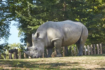 Foto op Plexiglas Beautiful big rhino in the zoo © Composer