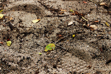 young plant in soil