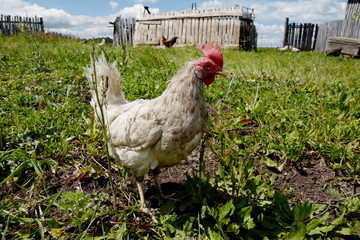 Portrait of a chicken. The village of Kamenka. Samara Region. Russia.