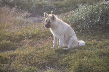 Naklejka na ściany i meble Beautiful greenland sled dog lighted with backlight from warm summer sun. Ilulissat, Greenland. Greenland Dog puppy These breeds are quite different from the huskies.