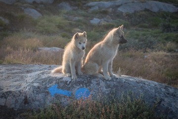 Beautiful greenland sled dog lighted with backlight from warm summer sun. Ilulissat, Greenland. Greenland Dog puppy These breeds are quite different from the huskies.
