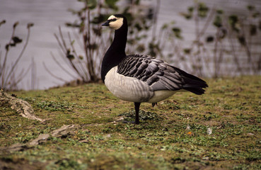 Bernache nonnette, .Branta leucopsis, Barnacle Goose