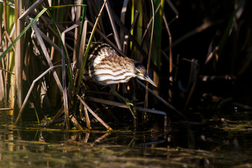 Blongios nain,.Ixobrychus minutus, Little Bittern