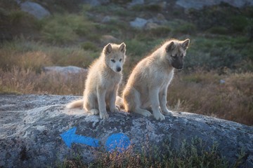Obraz premium Beautiful greenland sled dog lighted with backlight from warm summer sun. Ilulissat, Greenland. Greenland Dog puppy These breeds are quite different from the huskies.
