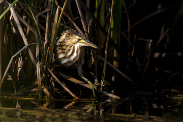 Blongios nain,.Ixobrychus minutus, Little Bittern