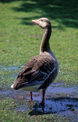 Oie cendrée, Anser anser, Greylag Goose