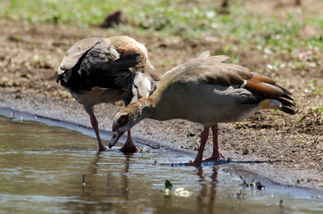 Ouette d'Égypte,.Alopochen aegyptiaca, Egyptian Goose, Parc national Kruger, Afrique du Sud