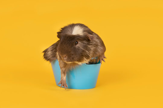 Brown And Yellow Adult Guinea Pig Sitting In A Tiny Blue Bath In A Yellow Background