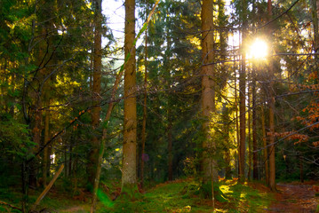 Fabulous Viennese forest. Through the coniferous trees, the sun's rays make their way. Pine and moss are rich green.