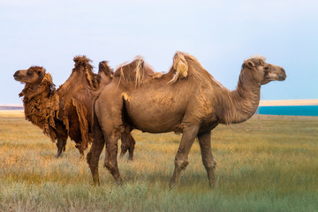 Two camels in the steppe in Russia