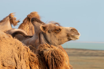Camel in profile on the background of the steppe in Russia