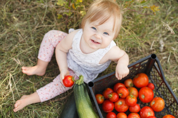 little child girl harvests vegetables in the garden . A small vegetarian child eats tomatoes.