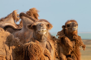 Two camels close-up in the steppe in Russia