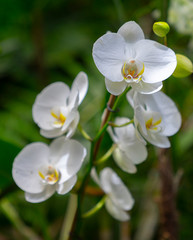 a branch of a beautiful orchid outdoors amidst nature