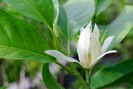 blooming and fragrant White Champak flower