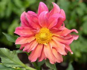 Obraz premium Pink Dahlia, green background