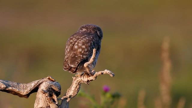 Young little owl (Athene noctua) stands on a dry branch and preening its feathers on a beautiful summer background