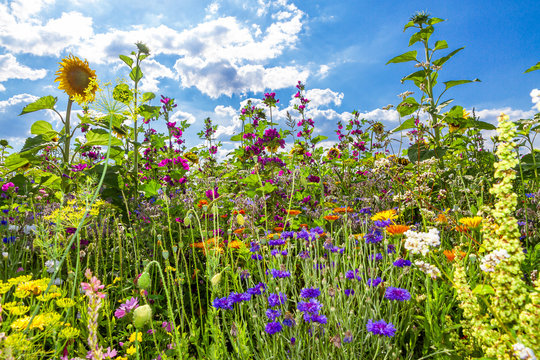 Bunte Blumenwiese für Insekten - Colorful flower field for insects
