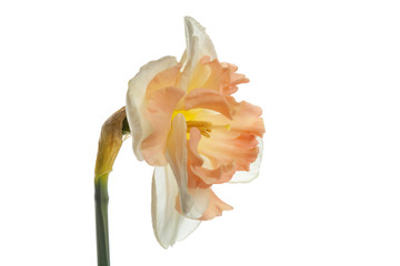Fototapeta na wymiar Beautiful daffodil flower isolated on white background.