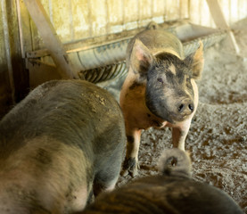 Pig posing
