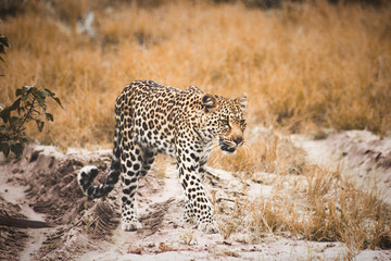 A Leopard walks down a dusty road in Botswana.