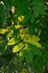 Rowan Leaves Sunlit