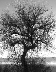 Árbol seco en blanco y negro