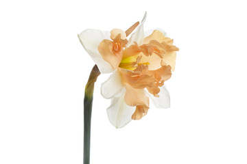 Beautiful daffodil flower isolated on white background.