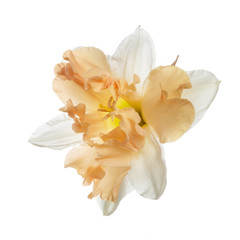 Fototapeta na wymiar Beautiful daffodil flower isolated on white background.