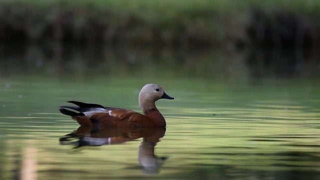Ruddy Shelduck, single bird swims on the lake. Tadorna ferruginea