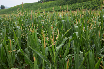 Obraz premium Zea mays